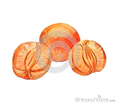 Ð¡olorful Tangerines. Peeled tangerine. Watercolor illustration isolated on white background Cartoon Illustration